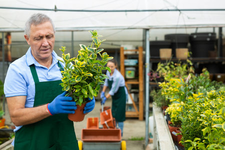 Man florist arranging flowering eonymus aurea in pots while gardening in glasshouseの写真素材