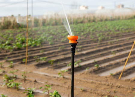 Sprinkler spraying water on farm field, irrigating agricultural cropsの写真素材