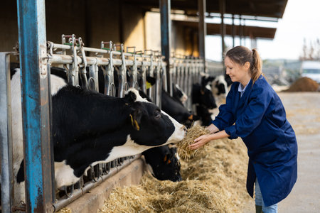 Female dairy farm worker feeding cows in a stall at dairy farmの写真素材