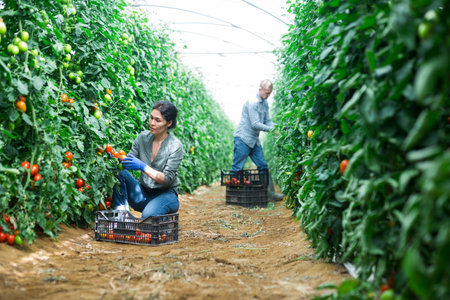 Woman and man harvesting tomatoesの写真素材