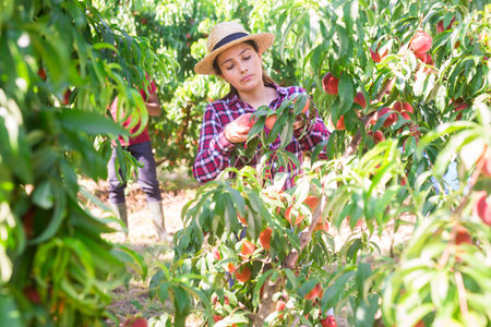 Young Hispanic female owner of orchard gathering harvest of peachesの写真素材
