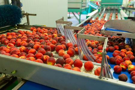 Conveyor line of calibrating and packaging fruits with peachesの写真素材