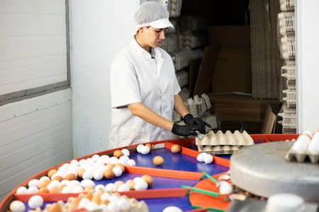 Chicken farm female employee sorts and labels chicken eggsの写真素材