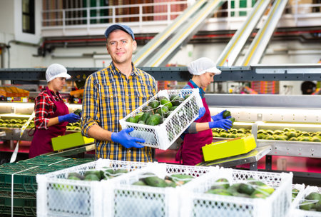 Skilled warehouse employee carrying box with selected avocados