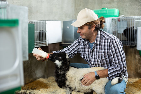 Male farm worker feeding baby sheepの写真素材