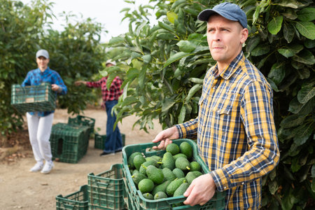 Smiling gardener man with full avocado boxの写真素材