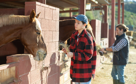 Woman feeding hay to horse in stable stallの写真素材