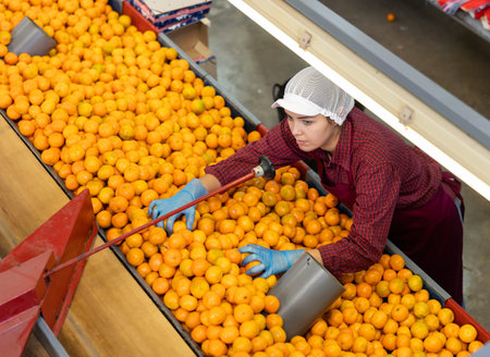 Female worker of fruit factory sorting tangerines on conveyor beltの写真素材