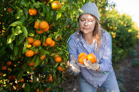 Female hired employee harvesting tangerines in gardenの写真素材