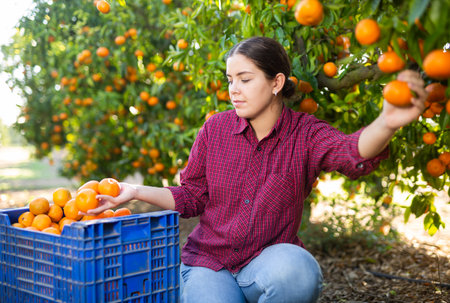 Hardworking farmer girl plucks ripe tangerinesの写真素材