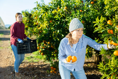 Portrait of smiling woman harvesting tangerines on organic plantationの写真素材