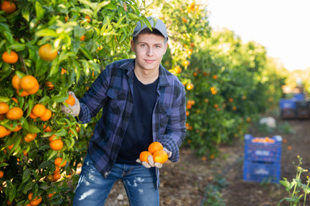 Hardworking farmer guy plucks tangerines from a treeの写真素材