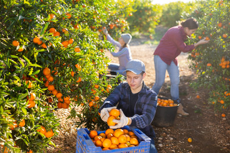 Three farmers pluck tangerines from trees and put the harvest in buckets and cratesの写真素材