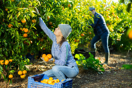 Positive skillful middle-aged woman farmer in plaid shirt harvesting fresh mandarins in orchard on sunny dayの写真素材