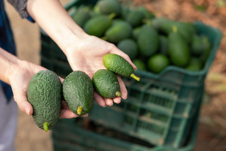 Farmer hands holding fresh picked organic avocados during harvesting in orchard or on farm on fall dayの写真素材