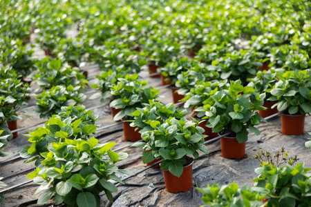 Green non-blooming hydrangea plants in pots in greenhouseの写真素材