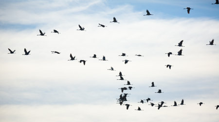 Large flock of cranes flying in skyの写真素材