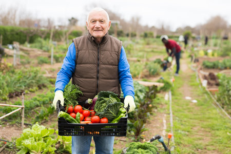 Senior man horticulturist holding crate with harvest of vegetablesの写真素材