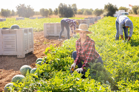 Woman gathering ripe watermelons on plantation