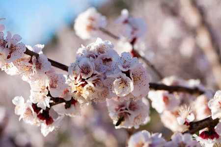 Apricot flowers on treeの写真素材