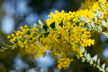 Yellow flowers of the australian acacia cultriformisの写真素材