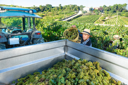 Man winemaker in hat loading harvest of grapes to agrimotorの写真素材