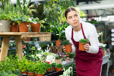 Gardener woman holding potted thyme and melissa in container gardenの写真素材