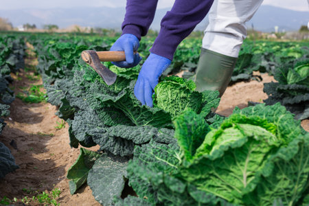 Harvesting ripe cabbage in farm fieldの写真素材