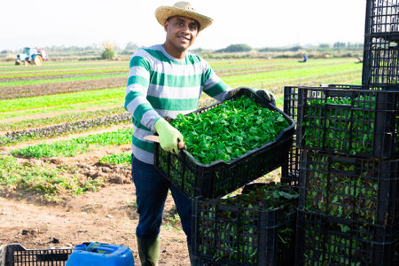 Man working at vegetable farm, stacking cratesの写真素材