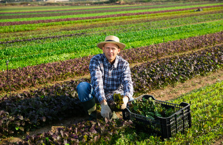 Farmer harvesting and peeling red mustard on field