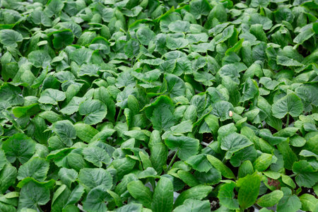 Sprouts of cucumbers in pots are grown in greenhouseの写真素材