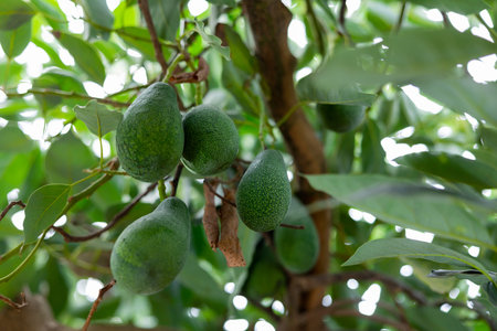 Big ripe avocado hanging on tree branches in fruit garden