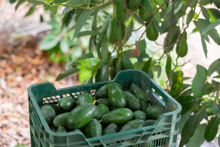 Full avocado box on the ground in fruit plantationの写真素材