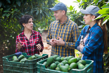Group of multinational farmers gathering together gresh organic avocados on farm