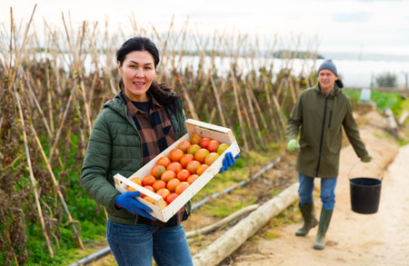 Asian woman gardener holding box with tomatoesの写真素材