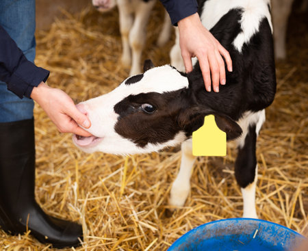 Playful calf licking hand of unrecognizable farmer in cowshed. Cattle breeding, taking care of animals conceptの写真素材