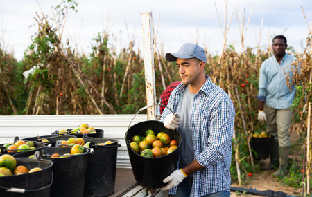 Male worker puts bucket with harvest of ripe tomatoes on back of a truck in farmer fieldの写真素材