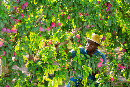 African male gardener picking plums from treeの写真素材