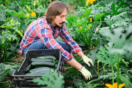 adult italian man picking courgettes in his greenhouseの写真素材