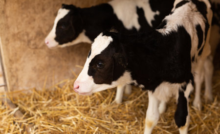 Calf with ear tags standing on hay in cowshedの写真素材