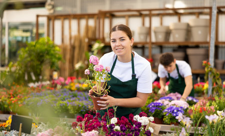 Skilled young female florist inspecting potted Mathiola Incana flower in greenhouseの写真素材