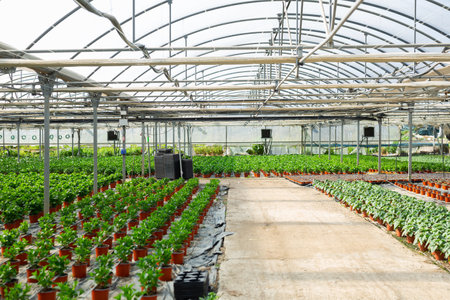 Interior of modern industrial greenhouse with potted green plantsの写真素材