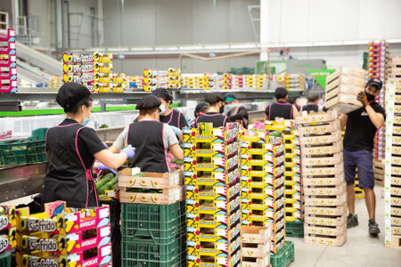 Working process at Sigfrido fruit packing facilityのeditorial素材