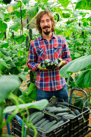 happy german farmer cultivating crop of cucumber in hothouseの写真素材