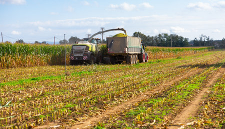 Header harvesting fodder corn mass, pouring into truck bodyのeditorial素材