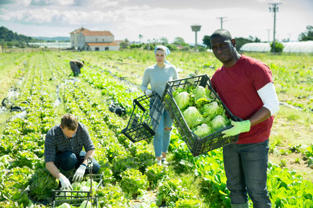 Man gardener holding crate with fresh cabbage in garden