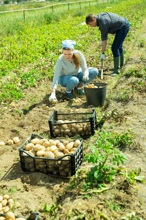 Man is dripping potatoes by shovel, woman picking harvestの写真素材