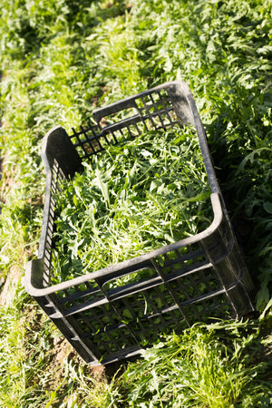 Arugula in plastic box on vegetable farmの写真素材