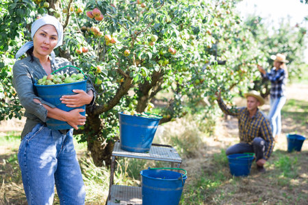 Three workers picking pears