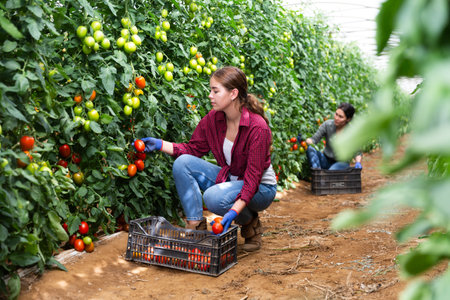 Woman and girl picking tomatoesの写真素材